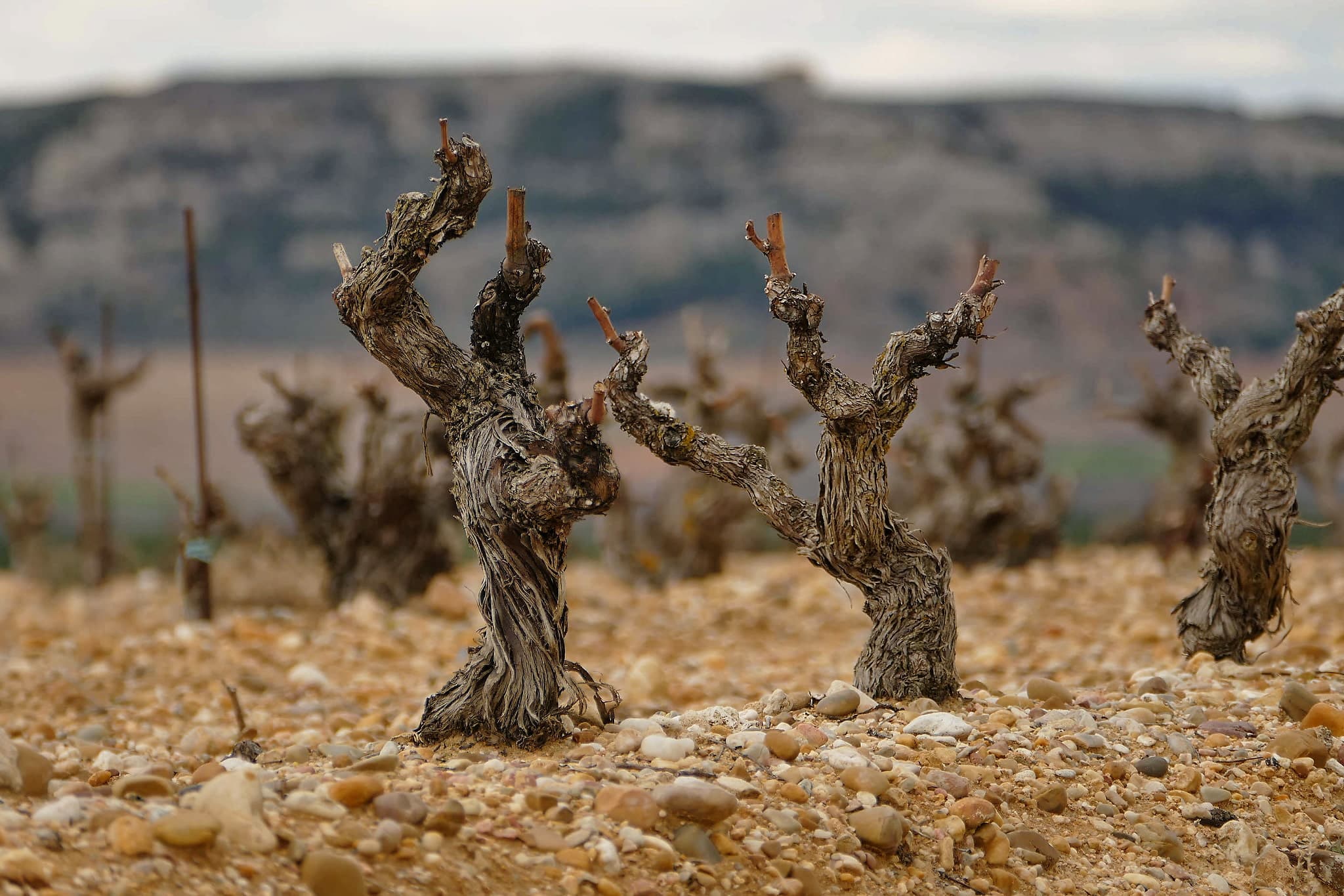 Ribera Del Duero Une Appellation Ou Le C page Tempranillo Domine Ribera Del Duero Une Appellation Ou Le C page Tempranillo Domine