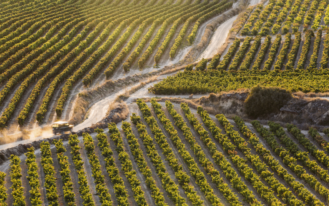 SOLABAL Bodega y Viñedos
